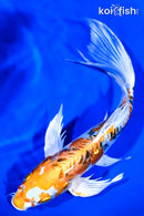 9.5" HEISEI NISHIKI BUTTERFLY