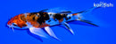5.25" ARAGOKE HEISEI NISHIKI BUTTERFLY