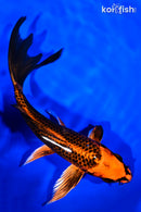 7.75" KIN ORENJI MATSUBA BUTTERFLY