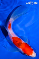 5.75" NIDAN KOHAKU BUTTERFLY