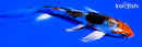 5.25" ARAGOKE HEISEI NISHIKI BUTTERFLY