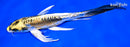 9.25" KIN KIKOKURYU BUTTERFLY