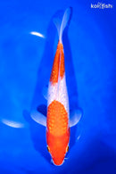 9.5" GINRIN NIDAN KOHAKU