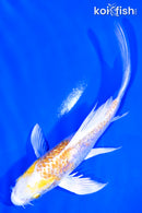 5" GINRIN LEMON HARIWAKE BUTTERFLY