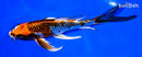 8.25" BENI GINGA BUTTERFLY