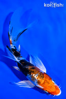 5.25" ARAGOKE HEISEI NISHIKI BUTTERFLY