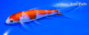 5" GINRIN KOHAKU BUTTERFLY