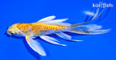 5.25" ARAGOKE YAMABUKI OGON BUTTERFLY
