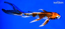 8.25" BENI GINGA BUTTERFLY