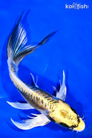 9.25" KIN KIKOKURYU BUTTERFLY