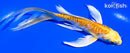 5.25" ARAGOKE YAMABUKI OGON BUTTERFLY