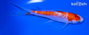 5" GINRIN KOHAKU BUTTERFLY
