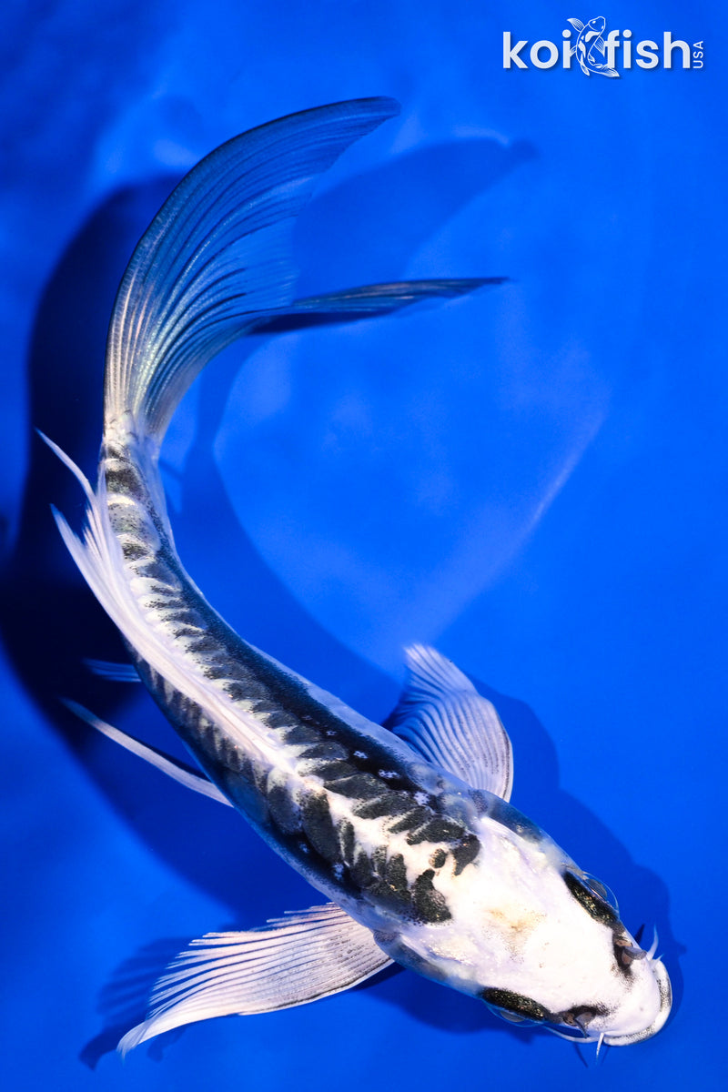 5.75" KIKOKURYU BUTTERFLY
