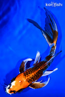 8.25" BENI GINGA BUTTERFLY