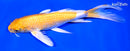 9.25" HARIWAKE BUTTERFLY