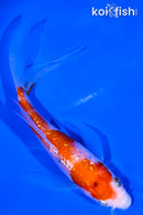 5" GINRIN KOHAKU BUTTERFLY