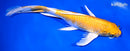 9.25" HARIWAKE BUTTERFLY