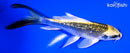 5.5" GINRIN KI MATSUBA BUTERFLY