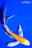 5.25" ARAGOKE YAMABUKI OGON BUTTERFLY