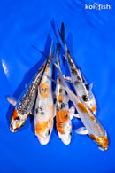 PACK OF (5) 4-5" STANDARD KOI