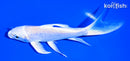 5.5" PLATINUM OGON BUTTERFLY