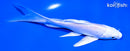 5.5" PLATINUM OGON BUTTERFLY