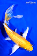 9.25" HARIWAKE BUTTERFLY