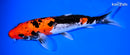 8.75" DOITSU GOSHIKI