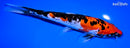 8.75" DOITSU GOSHIKI