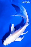 5.5" PLATINUM OGON BUTTERFLY
