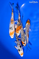 PACK OF (5) 4-5" STANDARD KOI