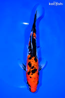 8.75" DOITSU GOSHIKI