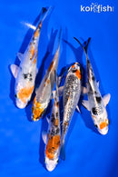 PACK OF (5) 4-5" STANDARD KOI