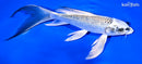 8.5" GINRIN GIN MATSUBA BUTTERFLY