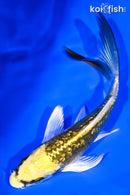 5.5" GINRIN KI MATSUBA BUTERFLY