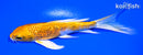 5.25" GINRIN HARIWAKE BUTTERFLY