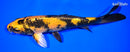 9.25" KIN KI UTSURI