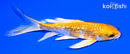 5.25" GINRIN HARIWAKE BUTTERFLY