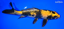 9.25" KIN KI UTSURI