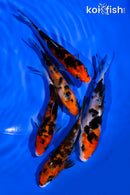 PACK OF (5) 4-5" SANKE KOI