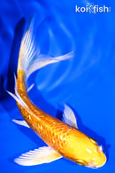 5.25" GINRIN HARIWAKE BUTTERFLY