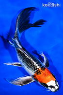 8.5" BENI GINGA BUTTERFLY