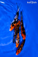 PACK OF (5) 4-5" SANKE KOI
