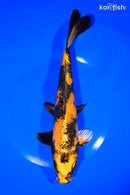 9.25" KIN KI UTSURI