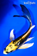 5.25" KIN KIKOKURYU BUTTERFLY
