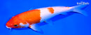 9" KOHAKU