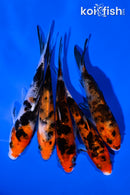 PACK OF (5) 4-5" SANKE KOI