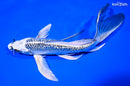 8.5" GINRIN GIN MATSUBA BUTTERFLY