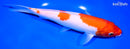 9" KOHAKU