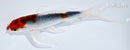 6.25" GOSHIKI BUTTERFLY